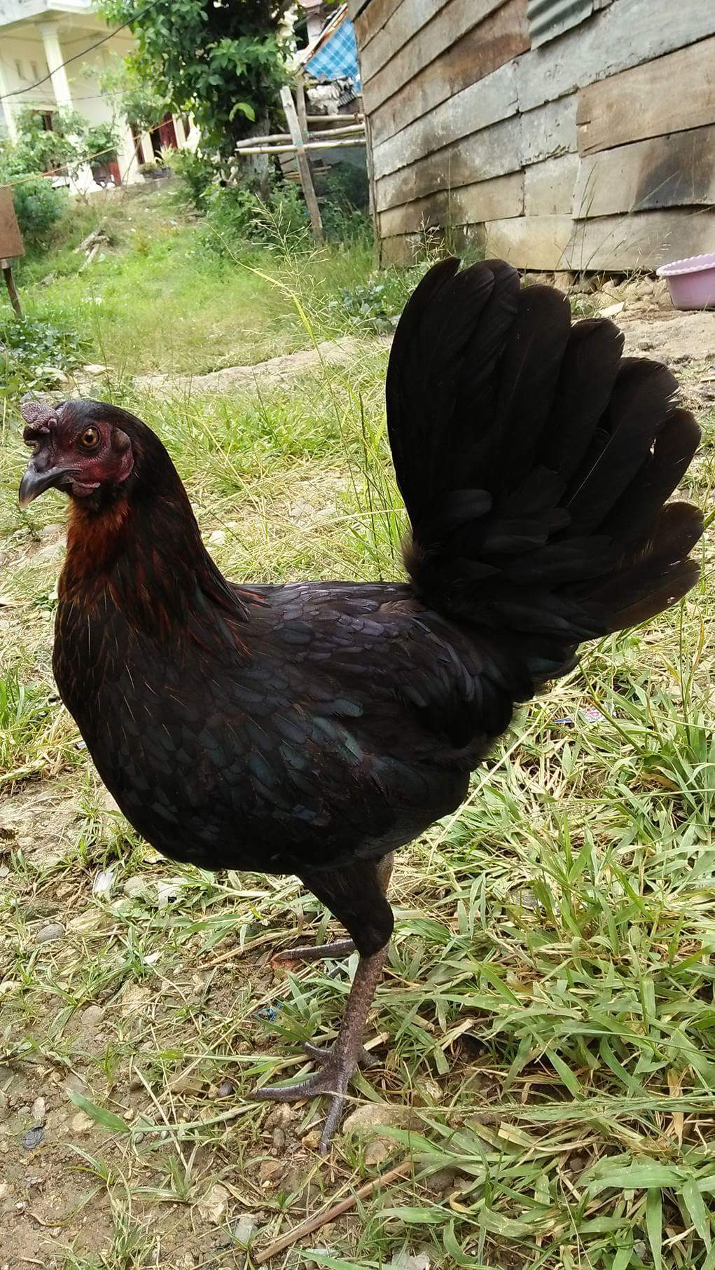 Ayam betina bangkok - YouTube